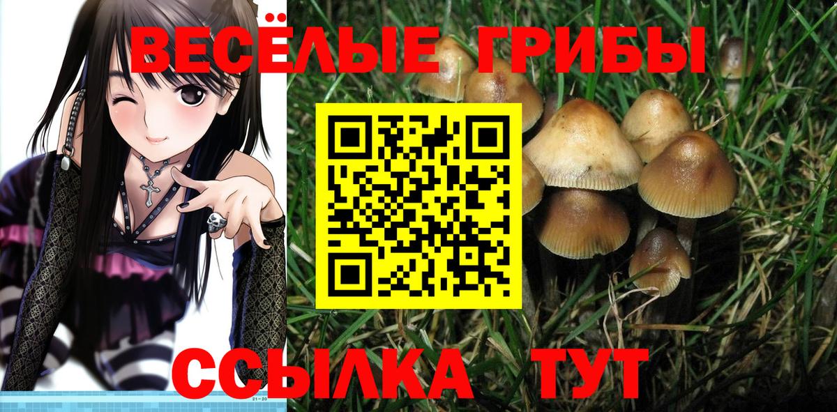 Псилоцибиновые грибы мухоморы  где найти наркотики  Вход с VPN  Торжок  Галлюциногенные грибы GOLDEN TEACHER 